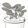 Pilz-Startkultur